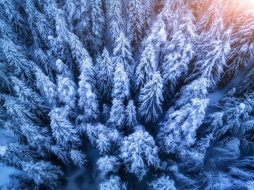 Aerial view of beautiful pine trees in snow in beautiful winter in blue hour. Top view from drone of snowy forest at sunset. Colorful landscape with trees in hoar. Snowfall in woods. Wintry woodland