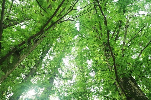 자연속 편백나무 숲