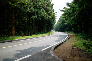 사려니숲 도로