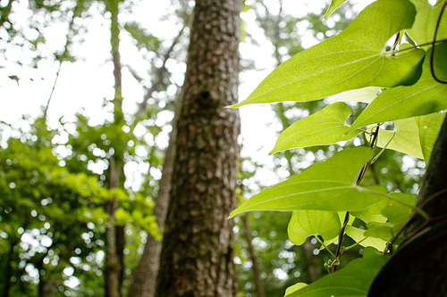 사려니숲 잎새
