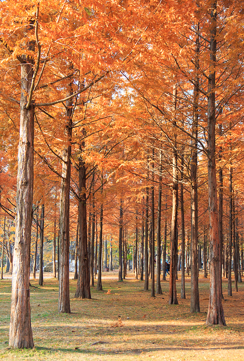 가을 단풍진 메타세콰이어 숲