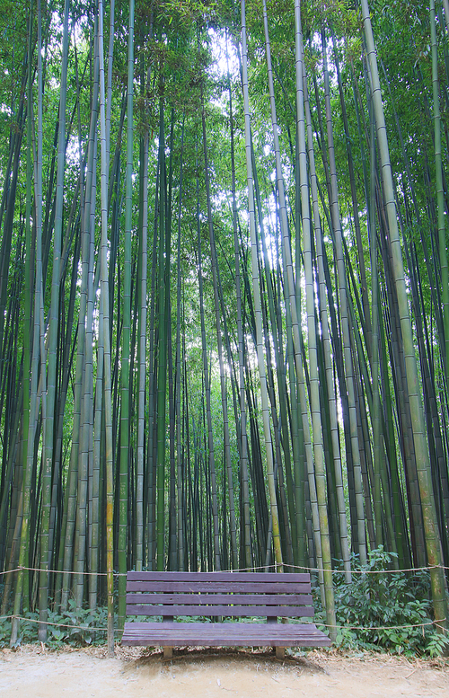 담양 죽녹원 대나무숲 풍경