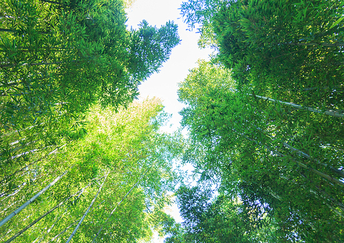 밑에서 올려다 본 대나무숲의 모습