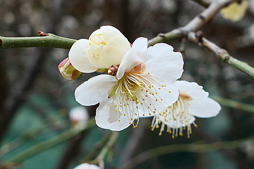 백매화 (매실나무 꽃)