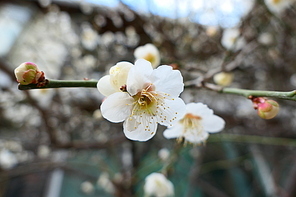 백매화 (매실나무 꽃)
