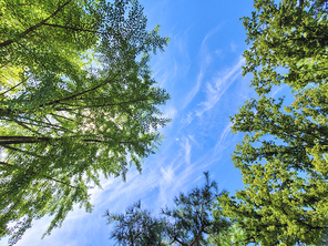 나무 사이로 보이는 파란하늘과 흰구름