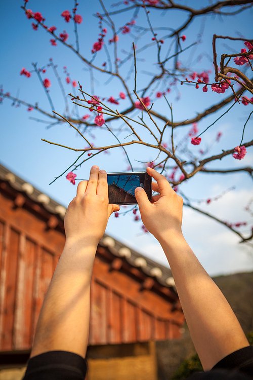 한국 경상남도 양산, 봄에 피어난 아름다운 매화꽃을 촬영하는 남자