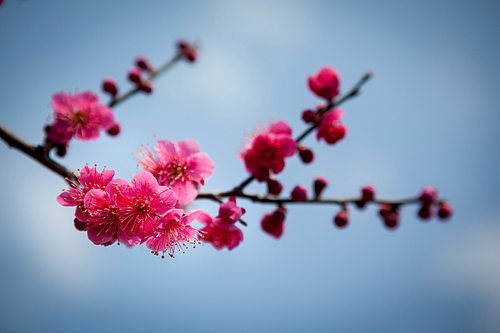 한국 경상남도 양산, 봄에 피어난 아름다운 매화꽃