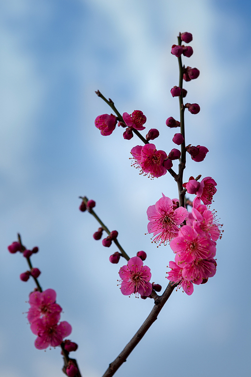 한국 경상남도 양산, 봄에 피어난 아름다운 매화꽃
