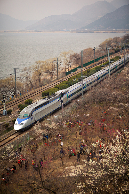 한국 경상남도 양산의 매화숲을 지나가는 기차