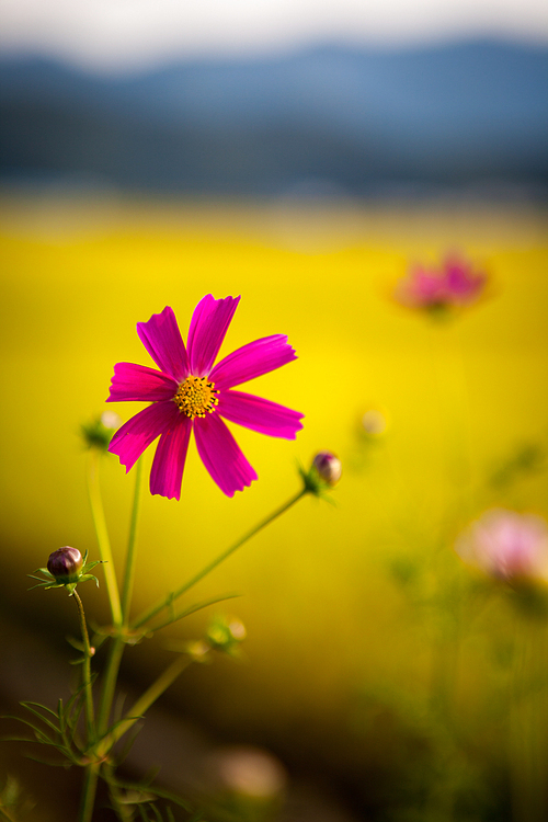 한국 시골의 아름다운 들판과 코스모스 꽃들