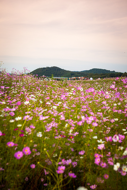 한국의 아름다운 가을 하늘 속의 야생 코스모스 꽃밭