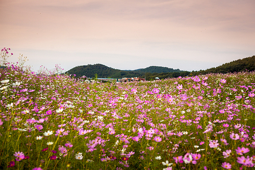 한국의 아름다운 가을 하늘 속의 야생 코스모스 꽃밭