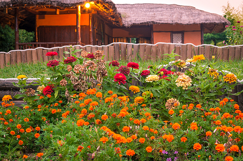 한국 경상북도 구미의 시골집 정원의 꽃들과 오래된 집