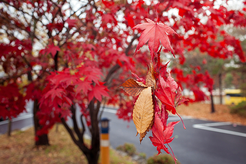 비오는 날 아침의 거리의 떨어진 빨간 단풍 나무와 낙엽 잎들