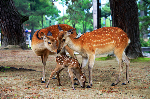 The deer in the forest in Nara, Japan