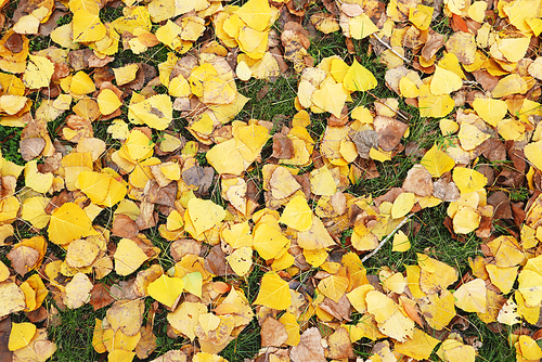 가을 낙엽 이미지