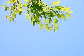 녹색 나무잎