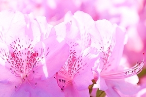 철죽꽃 배경