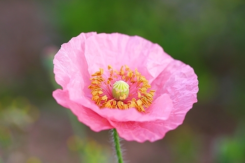 분홍양귀비꽃