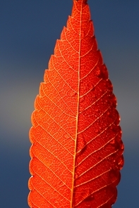 붉은 나무잎