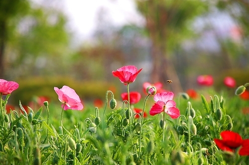 양귀비 꽃밭