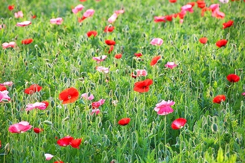 양귀비 꽃밭