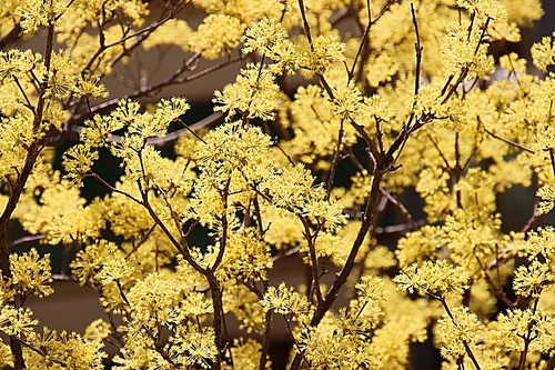 노란색 산수유꽃