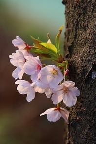 고목나무에 핀 벚꽃