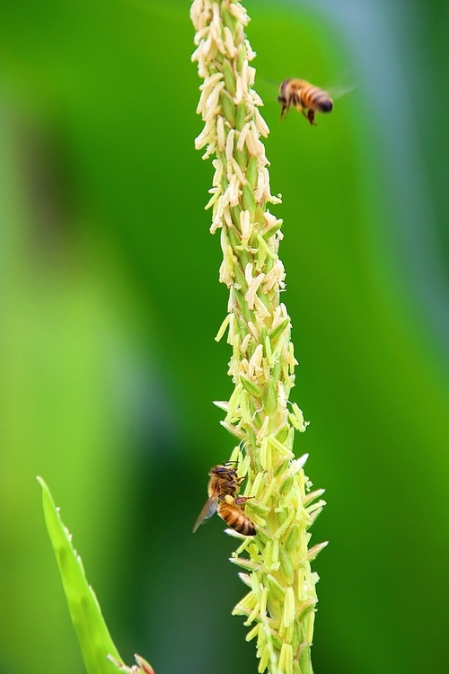 옥수수꽃과 꿀벌