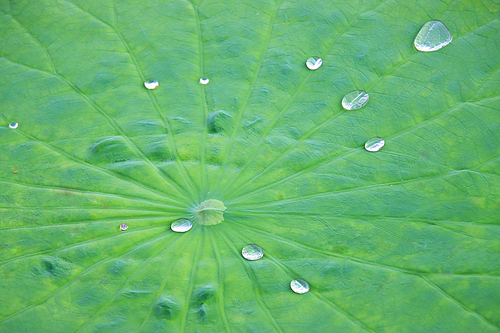 녹색연잎 위의 구슬 같은 물방울