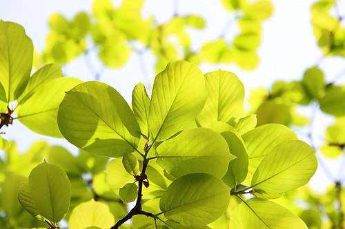 연녹색 목련나무 잎