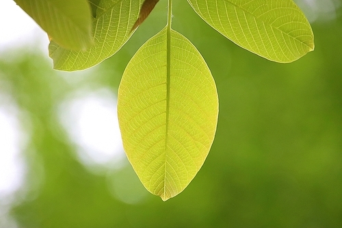 연녹색 호두나무 잎