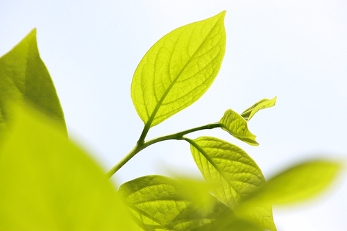 연녹색 감나무 잎