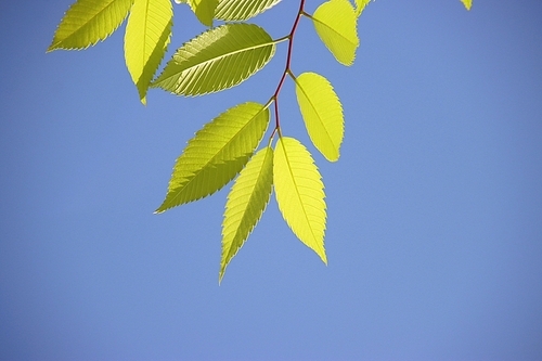 연녹색 나무잎과 파란 하늘