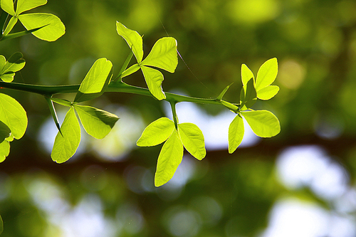 연녹색 탱자나무 잎