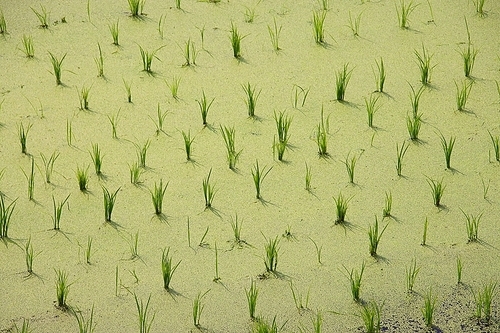 논의 녹색 벼