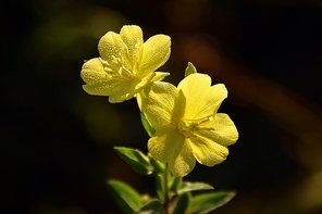 이슬맺힌 노란색 달맞이 꽃