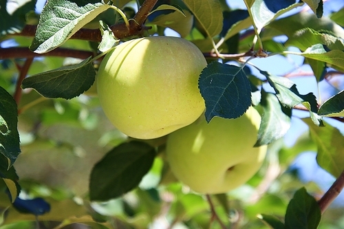 나무에 달려있는 녹색사과