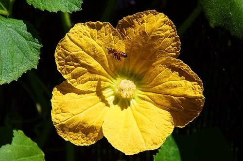 둥근 호박꽃과 꿀벌