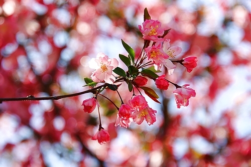 분홍 메이폴 꽃사과 꽃