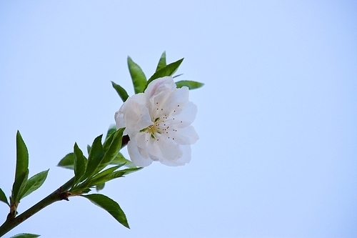 하얀 복사꽃과 파란 하늘