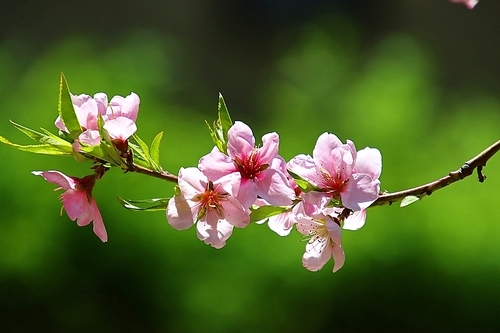 분홍 복사꽃과 녹색 배경