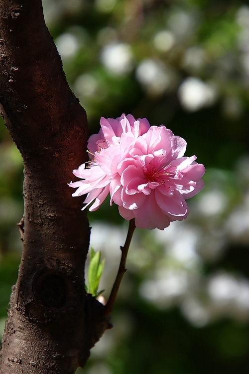 고목나무에 피어난 분홍 겹벚꽃