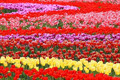 각양각색의 튜울립 꽃밭