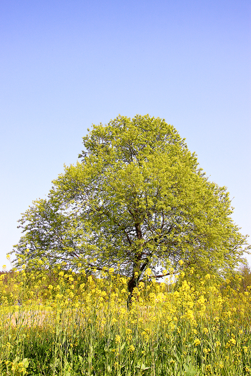 노랑 유채꽃과 녹색 버드나무
