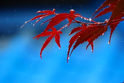 비오는 날의 빨강 단풍잎