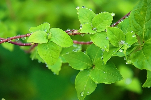 물방울 맺혀있는 더덕 잎