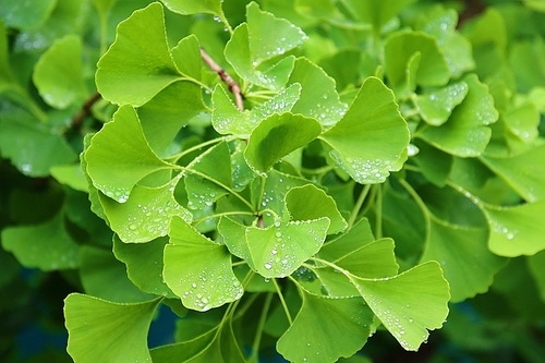 물방울 맺힌 은행나무잎