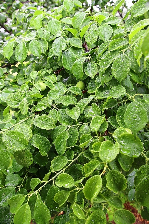비오는 날의 녹색 매실나무